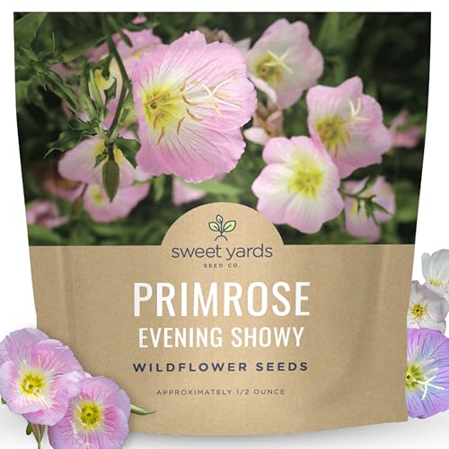 Primrose Evening Showy - Large 1/2 Ounce Packet - 100 000 Flower Seeds for Planting - Oenothera speciosa