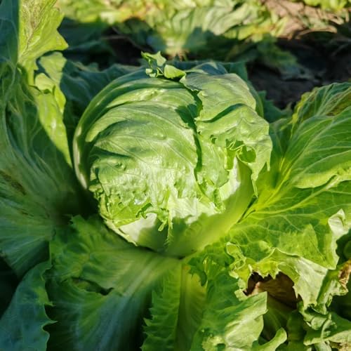 pflücksalatsamen winterhart,salat, frischer outdoor garten balkon dekoration kopfsalat alte sorten 1200pcs