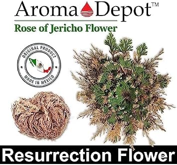 3 - Rose of Jericho Flower I LARGE Size | Flor de Jerico - Resurrection Plant | Selaginella Lepidophylla | Dried Rose I Doradilla Plant | 5''' - 7'' each I Spiritual Cleansing, Luck, and Prosperity