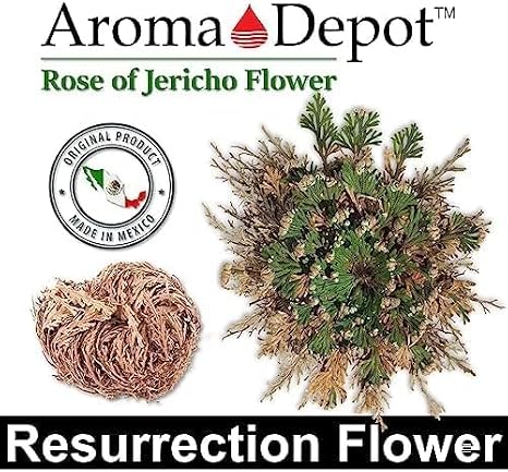 3 - Rose of Jericho Flower I LARGE Size | Flor de Jerico - Resurrection Plant | Selaginella Lepidophylla | Dried Rose I Doradilla Plant | 5''' - 7'' each I Spiritual Cleansing, Luck, and Prosperity
