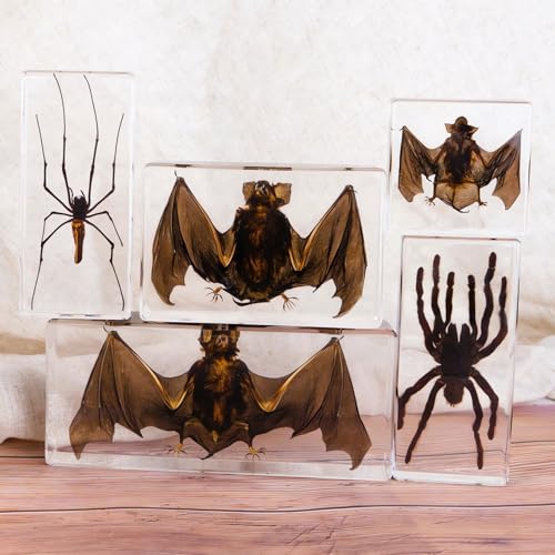 Image of Taxidermy Bat, Real Insect Bat Specimens in Resin for Closer-Look & Study in Safe Healthy Manner, Novelty Fun & Educational for Classroom Teaching, Home Office Decor (M: 3.0x3.0x1.0-inch)