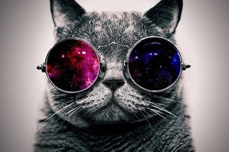 Amazon Co Jp かわいい猫サングラスを身に着けています動物の写真 キャンバス印刷アートポスター 60cmx90cm ホーム キッチン Amazon Co Jp かわいい猫サングラスを身に着けています動物の写真 キャンバス印刷アートポスター 60cmx90cm ホーム キッチン