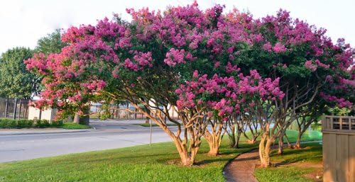Pink Crape Myrtle Tree – Quart Containers, 6-12 inches Tall | Fast-Growing, Flowering Live Plant for Outdoor Landscape, Garden & Patio (4 Pack)