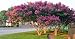 4 Pack - Tuscarora Pink Flowering Crape Myrtle Trees - Quart Pot - Approx. 1 foot tall