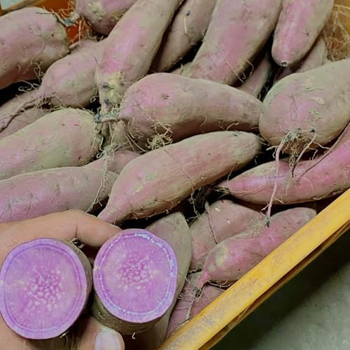 Amazon | 【焼き芋屋の紫芋】訳あり ふくむらさき さつまいも 紅はるか 