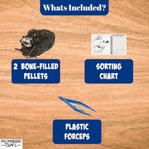 Pioneer Owl Pellet Dissection Kit with Pellets and Tools - Thumbnail 2