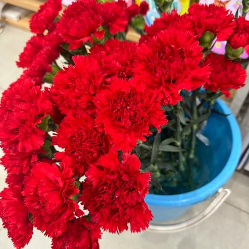 semi di garofano da balcone, regali per giardinieri di garofano selvatico resistenti, balcone estivi esterno resistenti decorazione 550pcs