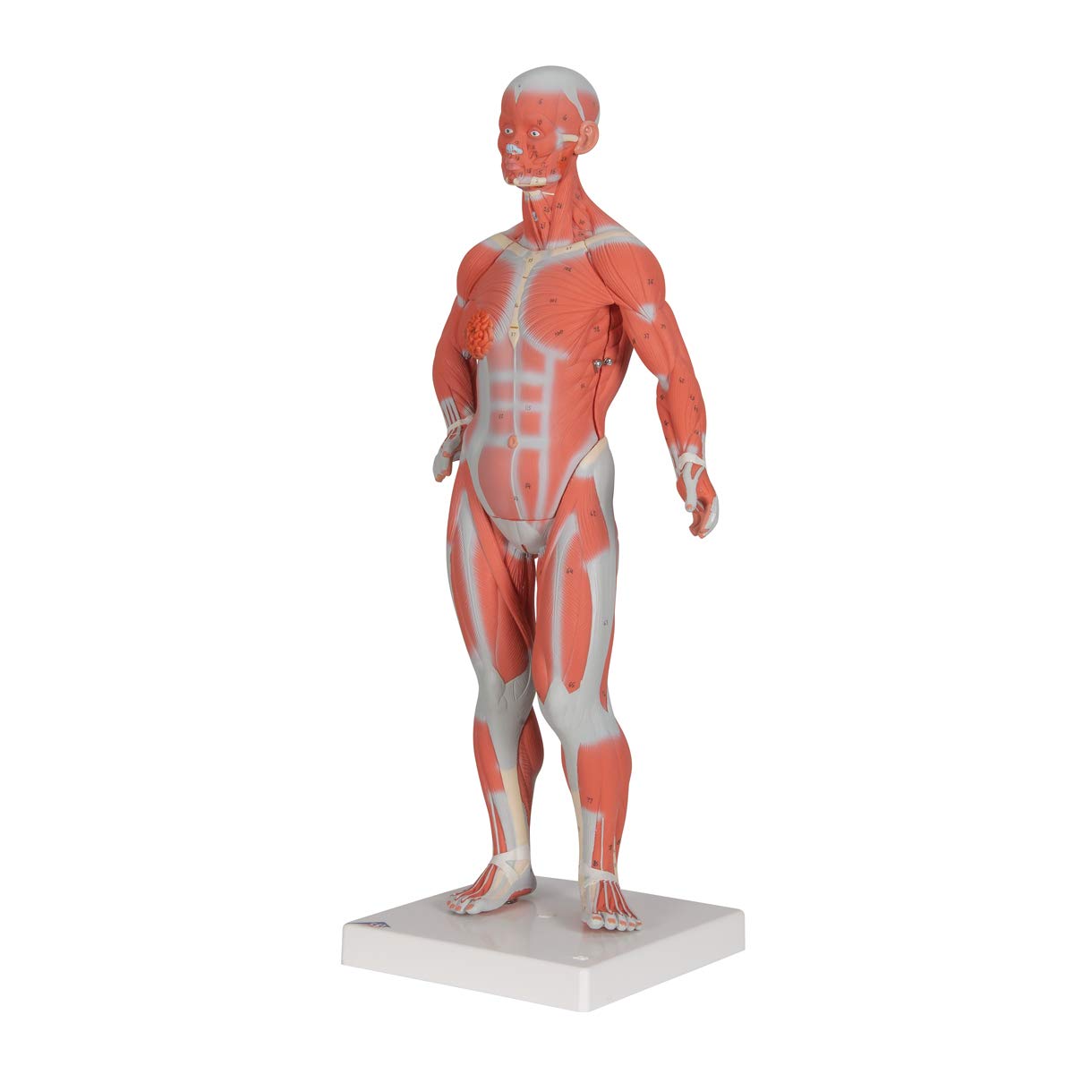 3B Scientific B59 Muscular Figure 1/3 life-size 2-part - 3B Smart Anatomy
