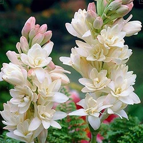 Ideal tuberose, muy exclusivo, decoración de jardín, decoración de jardín para exteriores, regalos sostenibles, varios colores, rápido crecimiento, 15 nardos
