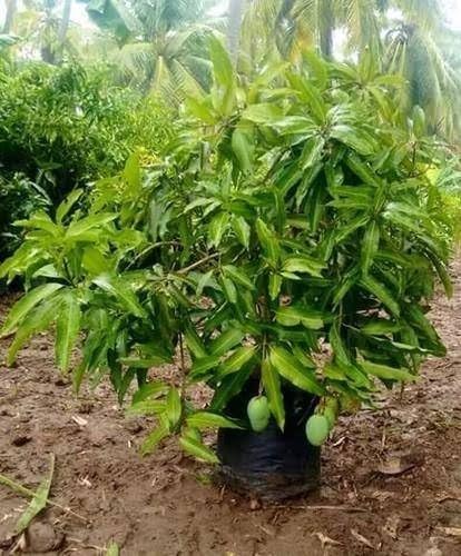 Natura GreenHouse All Time mango plant Bramasi Thailand mango plant(All Season) Grafted Healthy plant Pack of 1 (B0CPC4L5FC) Amazon Price History, Amazon Price Tracker