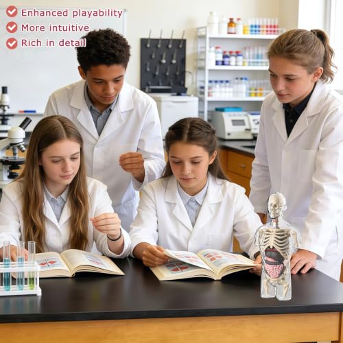 Image of 4D Anatomy Model Human Half Body,Clear Human Body Structure Model Include Bones,Organs,Muscles,Removable Human Organ Model for Study,Teaching Demonstration,Science Early Learning