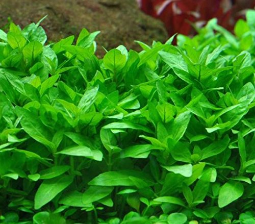 Greenpro Staurogyne Repens Live Aquatic Water Carpet Potted Aquarium Plants Freshwater Fish Tank Decoration #TOP2