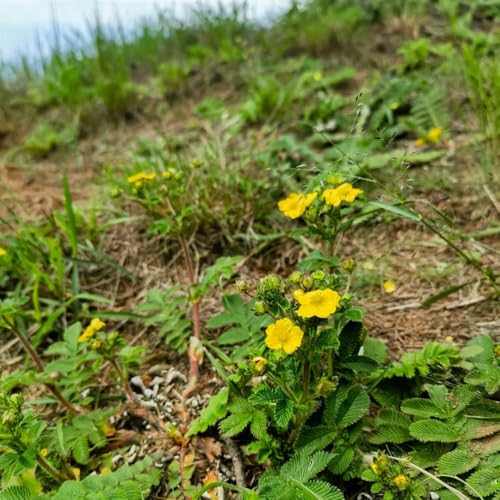 semillas de la cinquefoil ganso, verdes jardín rocas para el semillas silvestres 80pcs