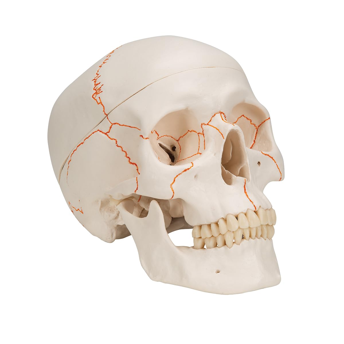 3B Scientific A21 Human Anatomy - Numerowany ludzki klasyczny model czaszki z połączeniami magnetycznymi, 3 części + bezpłatne oprogramowanie anatomiczne - Inteligentna anatomia 3B