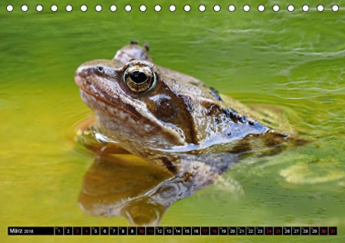 Großstadt-Oase Gartenteich (Tischkalender 2018 DIN A5 quer): Die Stille trügt (Monatskalender, 14 Seiten ) (CALVENDO Tiere) [Kalender] [Apr 14, 2017] Wibke Hildebrandt, Anne