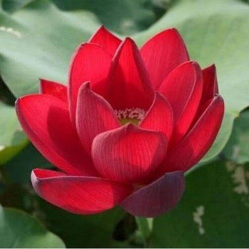 Vibrant Red Lotus Flower Seeds - Effortless Water Tub Cultivation, Year-round Blooms (Indoor/Outdoor) - 10 Seeds, Water Lily Variety Included (B0CGNPZ1MW) Amazon Price History, Amazon Price Tracker