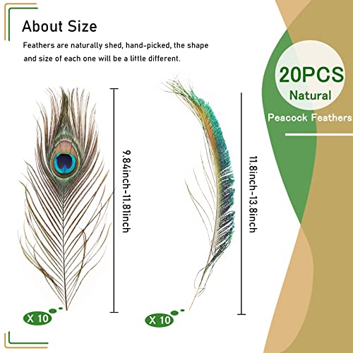 20 Pcs Real Natural Peacock Feathers Bulk, 2 Styles Peacock Feathers For Crafts Multicolored Diy Craft Hat And Vase Decoration, Easter Decoration Wedding Flower Arrangement And Home Decorations #TOP4