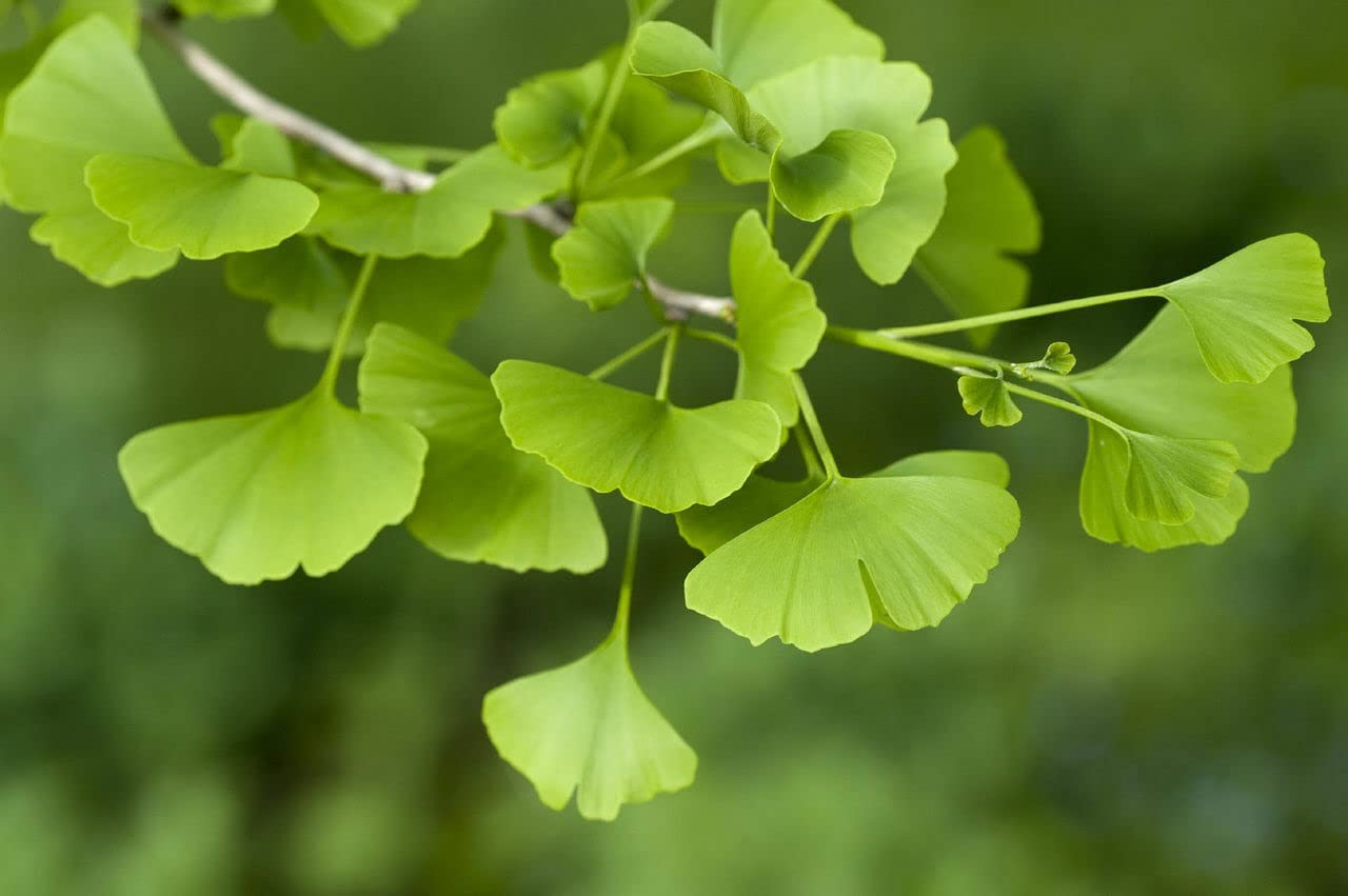 3 piante di Ginkgo biloba in vaso 9x9 cm h. 40/60 cm, alberi veri - Vivaio di Castelletto