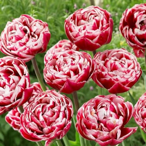 Tulipes Double Red-White Passion - 20 Bulbes de Fleurs à Planter Exterieur - Plantes Vivaces Exterieur - Rustique - Naturelle Plantes de Hollande (pas de graines, non artificielle)