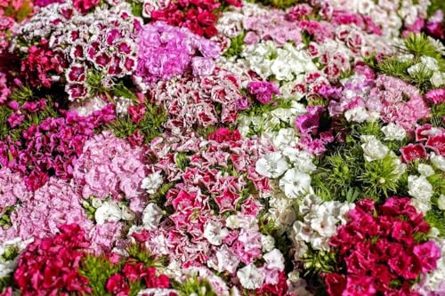 Bartnelke Super Duplex Mix, Dianthus barbatus, winterhart