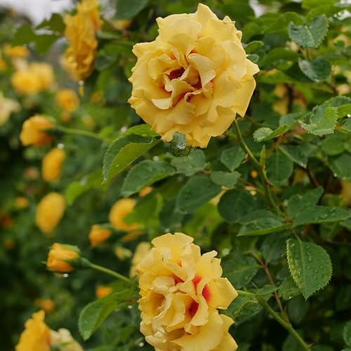 Proven Winners Rise Up Ringo Rose