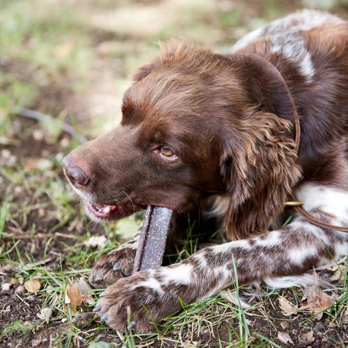 Virbac VeggieDent FR3SH Kauspielzeug für mittelgroße Hunde, 10-30 kg