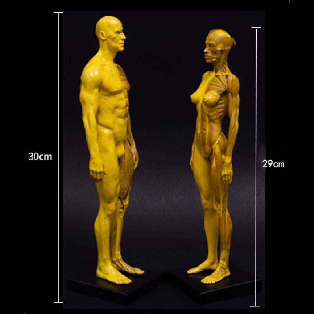 Modello Anatomico Figura Anatomica Femminile E Maschile - Figura Anatomica Umana Modello Anatomico Umano Muscolo Osso Corpo Umano Muscoloscheletrico (Combinazione)