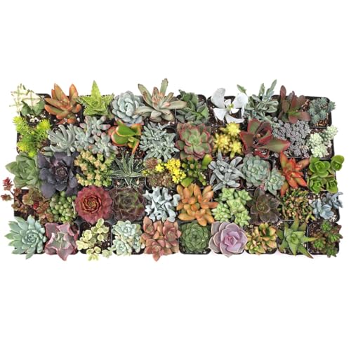Mountain Crest Gardens Ultimate Succulent Variety Pack - 50 Unique