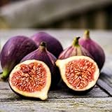 Ficus Carica Fig Seeds, 45pcs, Sweet Mediterranean Common Fig Tree Seeds for Planting, Fruit-Bearing Perennial, Beginner Friendly, for Home Garden, Backyard Orchard, Outdoor Potted Edible Fruit Plant
