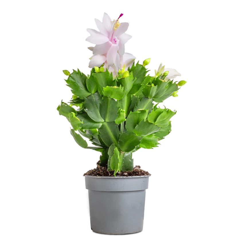 Cactus de Navidad Vivo Planta Natural con Flores y Fávil de Mantener