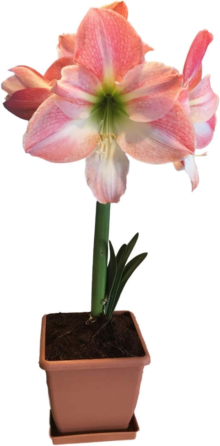 Amaryllis Holiday Gift Growing Kit. Includes: Big Apple Blossom Bulb, Plastic Pot and Saucer, and Professional Growing Medium