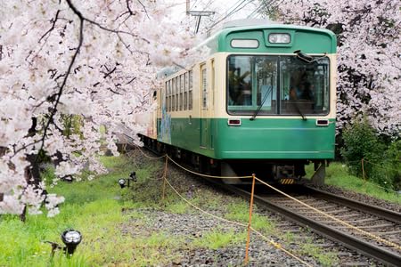 Tableau Japon train et cerisiers en alu 50x30 cm pour votre salon