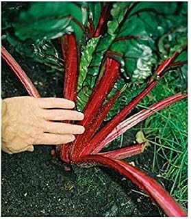 Chard Seeds. Chard Crimson Beet Leaf Seeds Vegetables from Ukraine 2 Grams