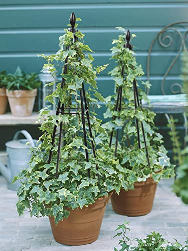 67In Plant Trellis For Climbing Plants Outdoor, Metal Garden Obelisk Trellis, Black Pyramid Plant Support For Vine Rose Potted Plants Indoor Tomatoes Cucumber Cages #TOP4