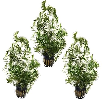Live Hornwort Aquarium Plants (3-Pot Pack) – Ceratophyllum Demersum – Fast Growing Natural Water Filter & Nitrate Sponge for Fish Tanks & Ponds – Live Floating Plant for Guppy Fry & Shrimp Cover