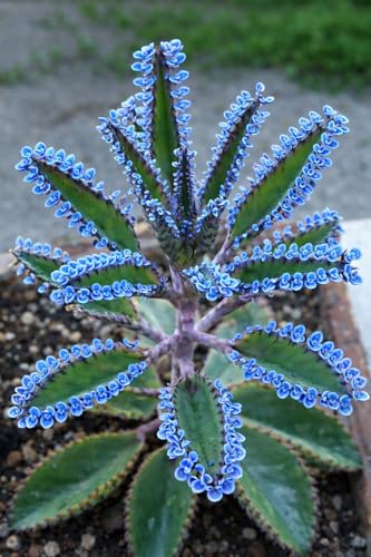 Blue Mother of Millions Live Plant in 2 Inch Pot - Kalanchoe Delagoensis Starter Plant