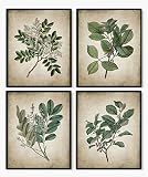 Vintage Botanical Wall Art Prints Set of 4, Neutral Botanical Plant Prints Retro Botany Green Leaves
