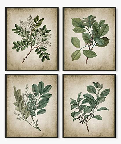 Vintage Botanical Wall Art Prints Set Of 4, Neutral Botanical Plant Prints Retro Botany Green Leaves Shrub Canvas Wall Art Pictures, Cottagecore Room Decor Aesthetic For Bedroom, Living Room, Bathroom, Gallery, Home Or Office Walls（8X10Inch, Unframed） #TOP5