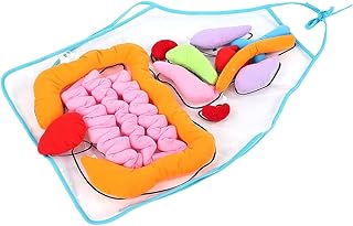 Fartuch Organowy, Fartuch Edukacyjny, Dziecięcy Fartuch Nauczania Wnętrzności dla Dzieci dla Dzieci