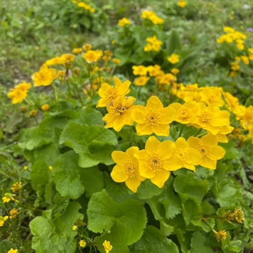 semillas de caléndula de pantano - semillas Caltha palustris - productos sostenibles para jardín raras 300pcs
