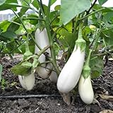 300 Piezas Semillas De Jardín De Berenjena - Solanum Melongena - Semillas De Hortalizas, Semillas De Plantas De Interior, Semillas De Berenjena Blancas, Plantas Resistentes Para Jardín, Semi