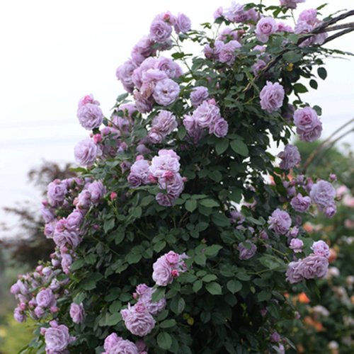 Rose Flower Seeds Easy Grow Petal Plants Indoor Outdoor Bonsai Home Garden Yard Decor-Purple Rose,200pcs