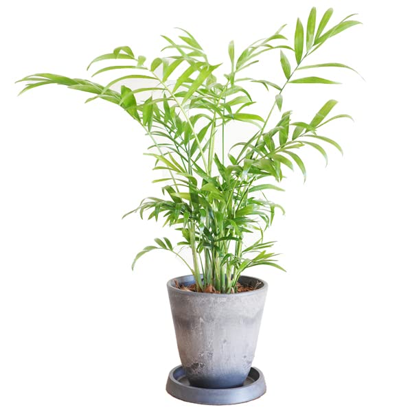 Amazon｜テーブルヤシ エレガンス グレー ボタニーポット植え 観葉植物