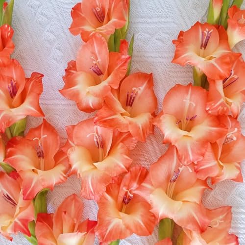 6bulbos Los de gladiolo son perennes y resistentes de gladiolo de tempranas de acónito de invierno