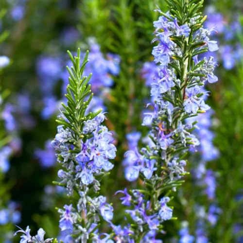 Image of Rosemary Plant with Pot, Live Organic Herb for Garden, Kitchen and Hair Care