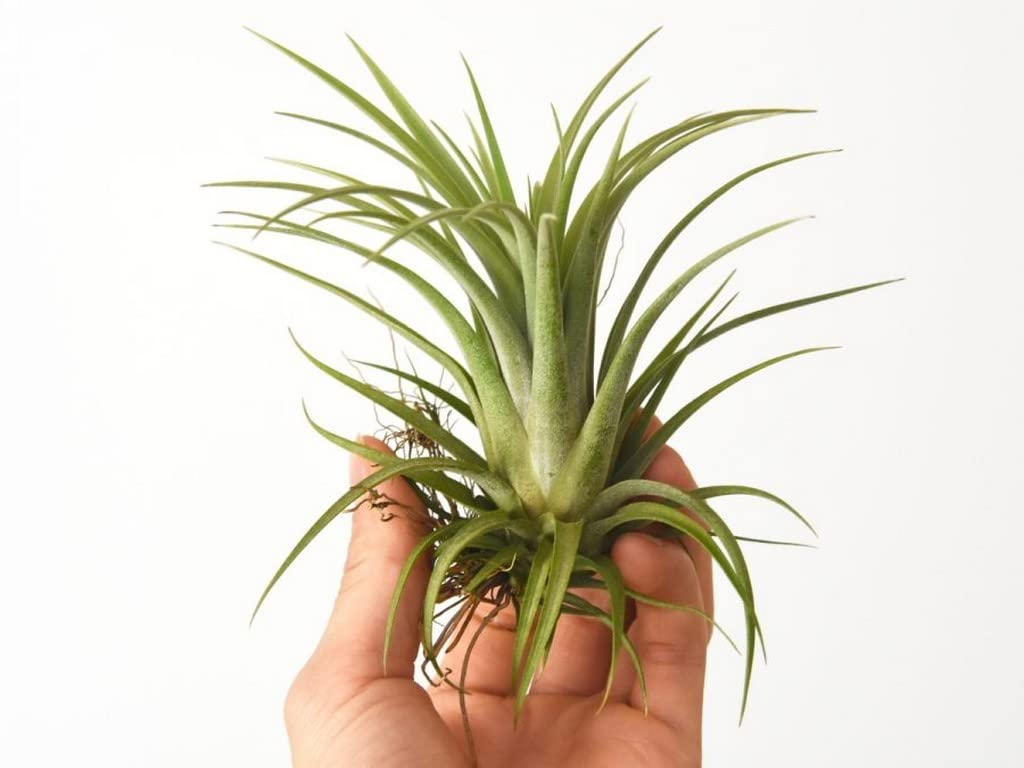 Creative Farmer Gardening Plant Air Tillandsia Plants Live Balcony (Gardening Healthy Plant) (B09TXZ17WF) Amazon Price History, Amazon Price Tracker