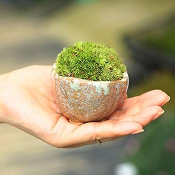 盆栽 コンクリート鉢 苔付き 小型 盆栽 コンクリート鉢 苔付き