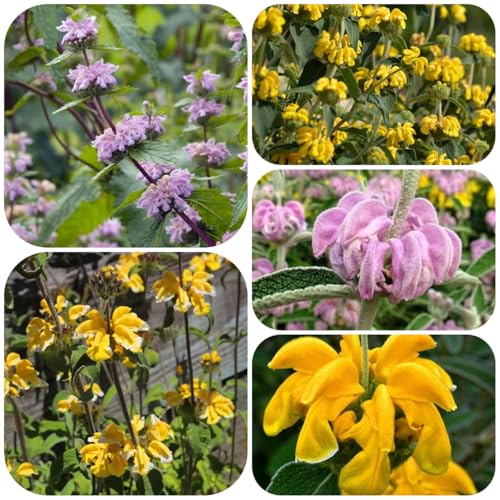 semillas de phlomis fruticosa, semillas de epilobio, silvestres para lugares soleados Decoración jardín para exteriores otoño exterior 300pcs