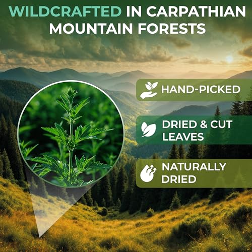 Image of 100 Bags Dried Mugwort Tea Mugwort Herb Dried Tea (Dried Artemisia Vulgaris Herb) - 100 Count 1.5g Bags Artemisa