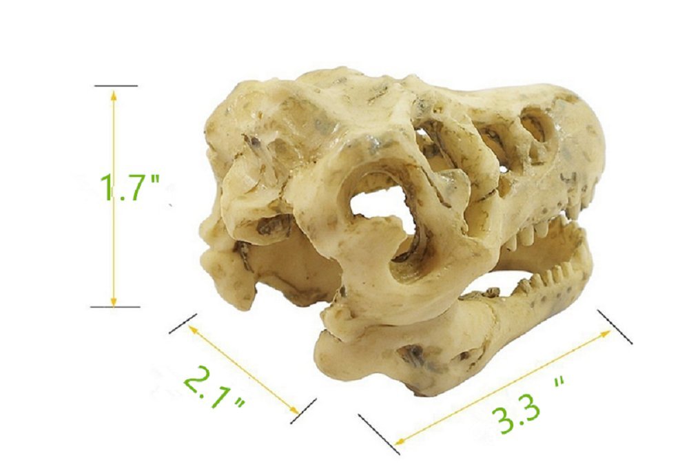 T-Rex Schedel op Standaard - Replica - 30cm - Naturalis - Dutch Museum Gift Shop